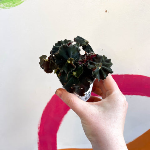 Begonia rex ‘Escargot Black Jungle’ - Sprouts of Bristol