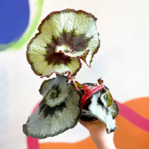 Begonia rex 'Escargot' - Welsh Grown - Sprouts of Bristol