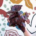Begonia rex 'Etna' - Sprouts of Bristol