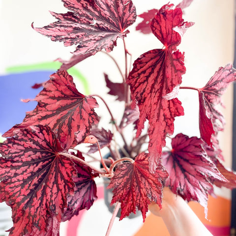 Begonia rex 'Joyful Blaze' - Welsh Grown - Sprouts of Bristol