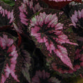 Begonia rex 'Merry Christmas' - Welsh Grown - Sprouts of Bristol