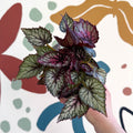 Begonia rex 'Moulin Rouge' - Welsh Grown - Sprouts of Bristol