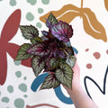 Begonia rex 'Moulin Rouge' - Welsh Grown - Sprouts of Bristol