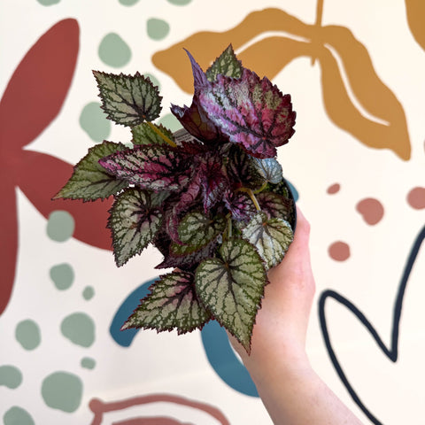 Begonia rex 'Moulin Rouge' - Welsh Grown - Sprouts of Bristol