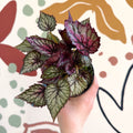 Begonia rex 'Moulin Rouge' - Welsh Grown - Sprouts of Bristol