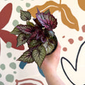 Begonia rex 'Moulin Rouge' - Welsh Grown - Sprouts of Bristol