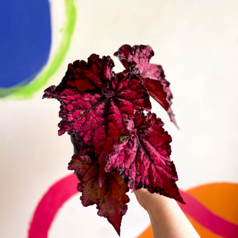 Begonia rex 'Pachea' - Welsh Grown - Sprouts of Bristol
