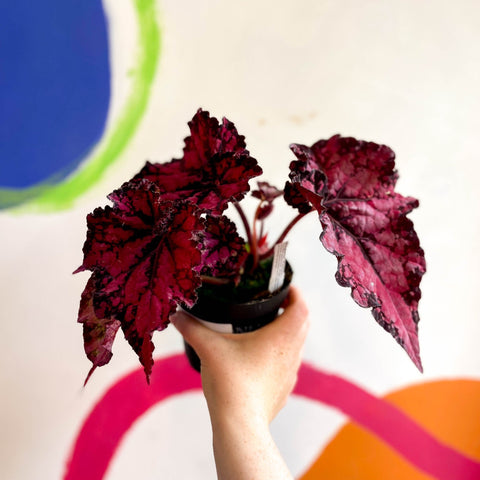 Begonia rex 'Pachea' - Welsh Grown - Sprouts of Bristol