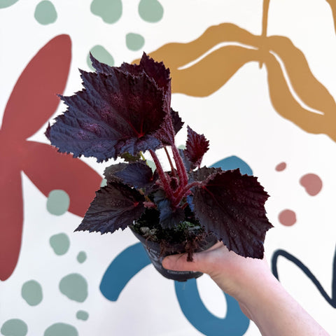 Begonia rex 'Phantom' - Welsh Grown - Sprouts of Bristol