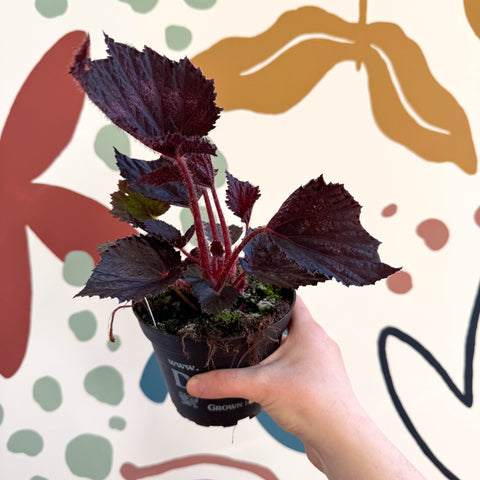 Begonia rex 'Phantom' - Welsh Grown - Sprouts of Bristol