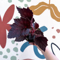 Begonia rex 'Phantom' - Welsh Grown - Sprouts of Bristol