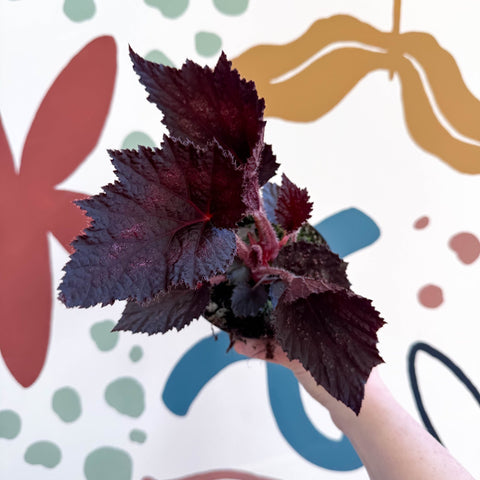Begonia rex 'Phantom' - Welsh Grown - Sprouts of Bristol