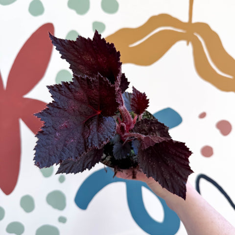 Begonia rex 'Phantom' - Welsh Grown - Sprouts of Bristol