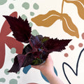 Begonia rex 'Phantom' - Welsh Grown - Sprouts of Bristol