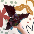 Begonia rex 'Phantom' - Welsh Grown - Sprouts of Bristol