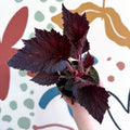 Begonia rex 'Phantom' - Welsh Grown - Sprouts of Bristol
