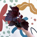 Begonia rex 'Phantom' - Welsh Grown - Sprouts of Bristol