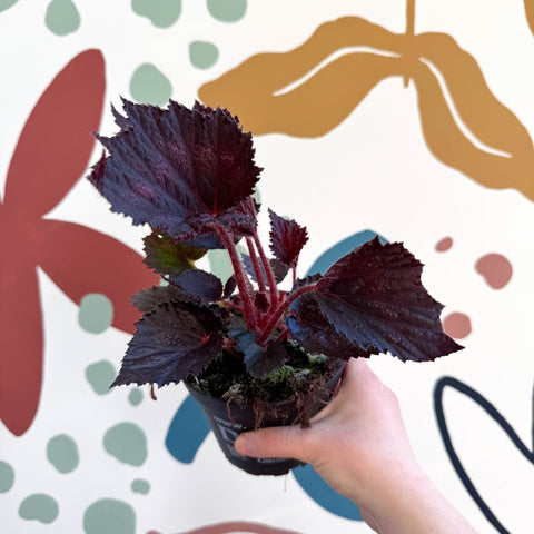 Begonia rex 'Phantom' - Welsh Grown - Sprouts of Bristol
