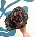 Begonia rex 'Purple Blush' - Sprouts of Bristol