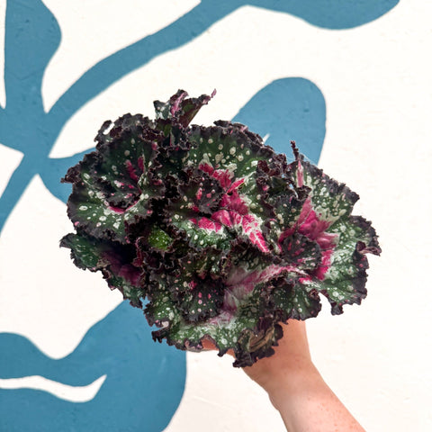 Begonia rex 'Purple Blush' - Sprouts of Bristol