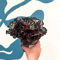 Begonia rex 'Purple Blush' - Sprouts of Bristol