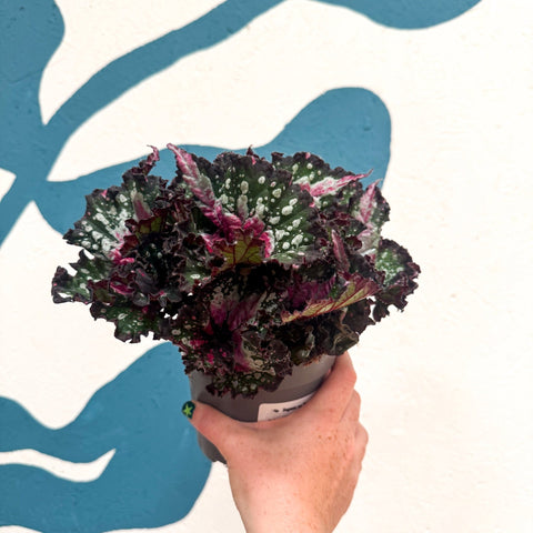 Begonia rex 'Purple Blush' - Sprouts of Bristol