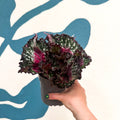 Begonia rex 'Purple Blush' - Sprouts of Bristol
