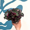 Begonia rex 'Purple Blush' - Sprouts of Bristol