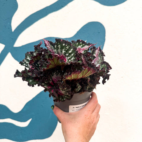 Begonia rex 'Purple Blush' - Sprouts of Bristol