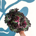 Begonia rex 'Purple Blush' - Sprouts of Bristol