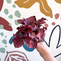 Begonia rex 'Red Bull' - Sprouts of Bristol
