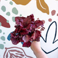 Begonia rex 'Red Bull' - Sprouts of Bristol