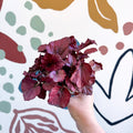 Begonia rex 'Red Bull' - Sprouts of Bristol