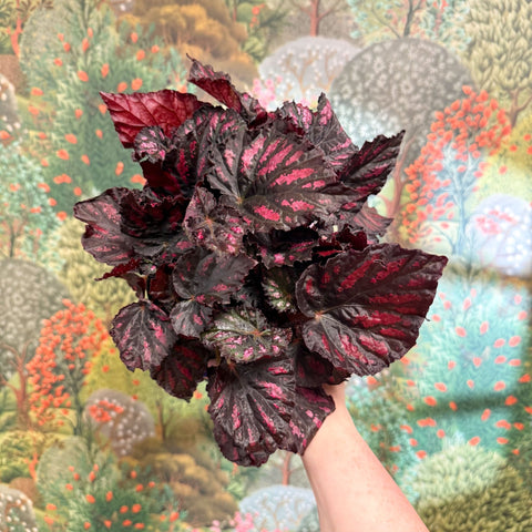 Begonia rex ‘Rumba’ – Rex Begonia - Sprouts of Bristol