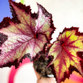 Begonia rex 'Sal's Comet' - Welsh Grown - Sprouts of Bristol