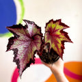 Begonia rex 'Sal's Comet' - Welsh Grown - Sprouts of Bristol