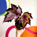 Begonia rex 'Sal's Comet' - Welsh Grown - Sprouts of Bristol