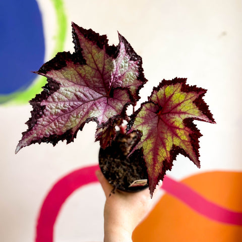 Begonia rex 'Sal's Comet' - Welsh Grown - Sprouts of Bristol