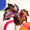 Begonia rex 'Sal's Comet' - Welsh Grown - Sprouts of Bristol