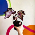 Begonia rex 'Sal's Comet' - Welsh Grown - Sprouts of Bristol