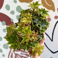 Begonia rex 'Sea Urchin' - Welsh Grown - Sprouts of Bristol