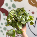 Begonia rex 'Silver Jewel' - Welsh Grown - Sprouts of Bristol