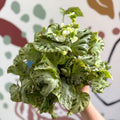 Begonia rex 'Silver Jewel' - Welsh Grown - Sprouts of Bristol