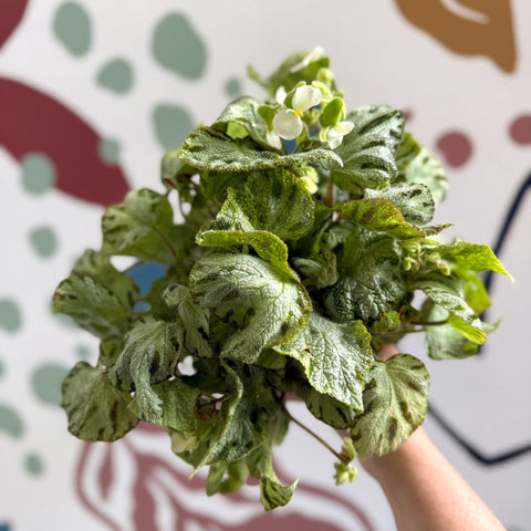 Begonia rex 'Silver Jewel' - Welsh Grown - Sprouts of Bristol