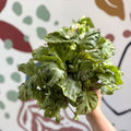 Begonia rex 'Silver Jewel' - Welsh Grown - Sprouts of Bristol