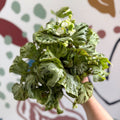 Begonia rex 'Silver Jewel' - Welsh Grown - Sprouts of Bristol