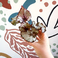 Begonia rex 'Spirit Of Kwale' - Sprouts of Bristol