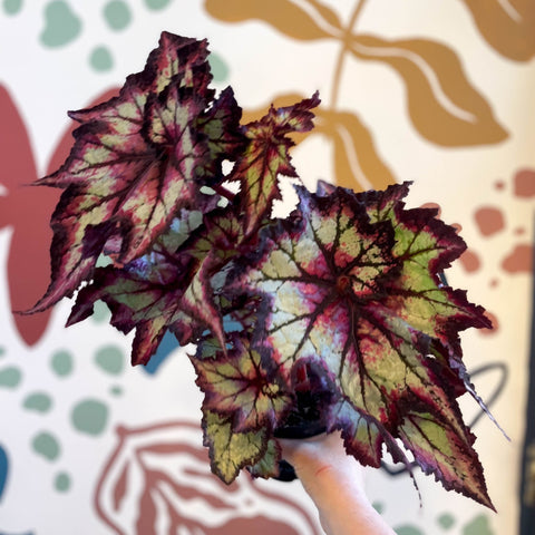 Begonia rex 'Stellar Storm' - Welsh Grown - Sprouts of Bristol