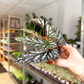 Begonia ‘Ruby’ – Angel Wing Begonia - Sprouts of Bristol