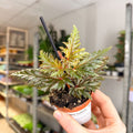 Begonia ‘Seratipetala’ – Angel Wing Begonia - Sprouts of Bristol